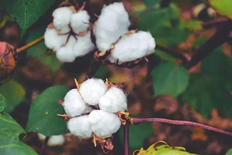 好体育app官方版最新下载医纺